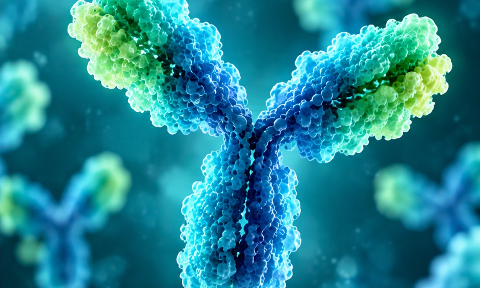3D structure of a monoclonal antibody